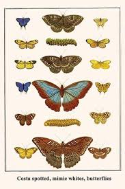 Attēlu rezultāti vaicājumam “Theclinae”