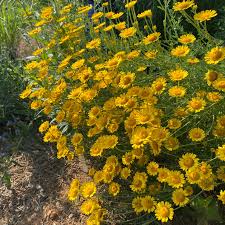 Image result for Anthemis tinctoria