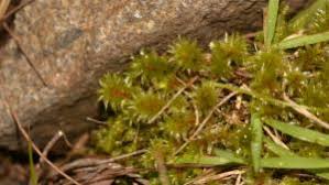 Attēlu rezultāti vaicājumam “Bryum pseudotriquetrum”