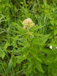 Attēlu rezultāti vaicājumam “Eupatorium cannabinum leaf”