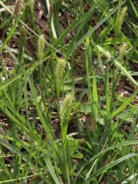 Attēlu rezultāti vaicājumam “Carex hirta fruit”