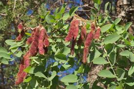 Attēlu rezultāti vaicājumam “Robinia neomexicana fruit”