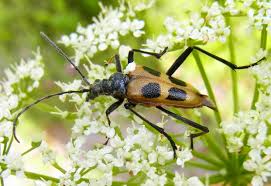 Attēlu rezultāti vaicājumam “Pachyta quadrimaculata”