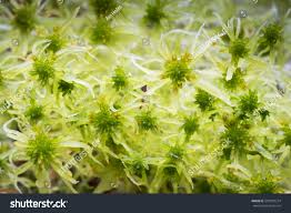 Attēlu rezultāti vaicājumam “Sphagnum fallax”