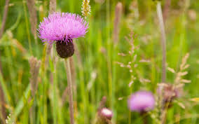 Attēlu rezultāti vaicājumam “Cirsium heterophyllum leaf”