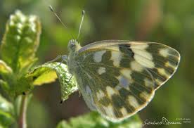 Attēlu rezultāti vaicājumam “Pontia edusa underside”