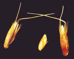 Attēlu rezultāti vaicājumam “Anthoxanthum odoratum fruit”