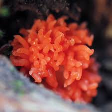 Attēlu rezultāti vaicājumam “Tubifera sp.”