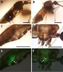 Attēlu rezultāti vaicājumam “Diachea muscorum plasmodium”