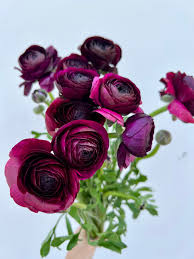 Attēlu rezultāti vaicājumam “Ranunculus brunnescens”