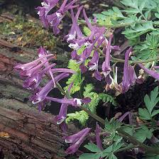 Attēlu rezultāti vaicājumam “Corydalis”