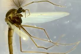 Attēlu rezultāti vaicājumam “Chironomidae”