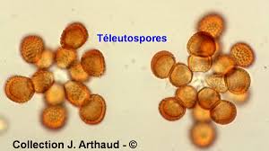 Attēlu rezultāti vaicājumam “Tranzschelia pruni-spinosae spores”