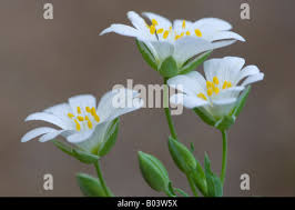 Attēlu rezultāti vaicājumam “Moehringia trinervia bud”