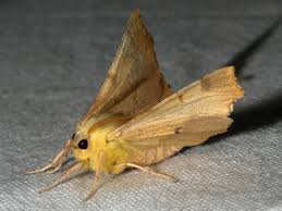 Attēlu rezultāti vaicājumam “Ennomos alniaria”