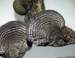 Attēlu rezultāti vaicājumam “Daldinia concentrica”