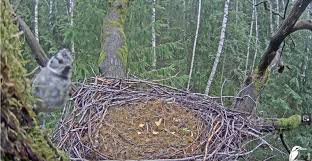 Attēlu rezultāti vaicājumam “Ciconia nigra nest”