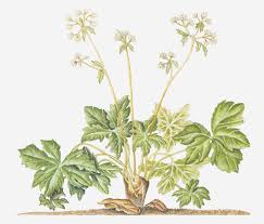 Attēlu rezultāti vaicājumam “Sanicula europaea”