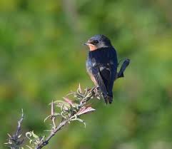 Attēlu rezultāti vaicājumam “Hirundo rustica”