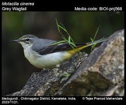 Attēlu rezultāti vaicājumam “Motacilla cinerea”