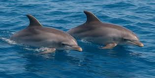 Afbeeldingsresultaat voor dolfijnen