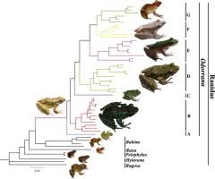 Attēlu rezultāti vaicājumam “Ranidae”