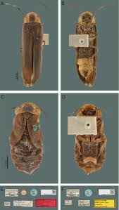 Attēlu rezultāti vaicājumam “Phosphaenus hemipterus male”