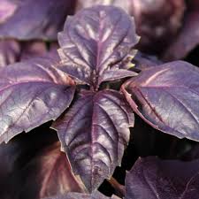 Image result for Ocimum basilicum