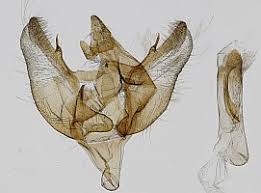 Attēlu rezultāti vaicājumam “Charissa ambiguata”