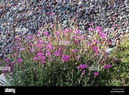 Image result for Silene schafta