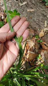 Attēlu rezultāti vaicājumam “Carex panicea fruit”