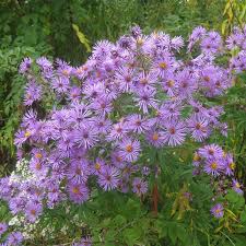 Image result for Aster novae-angliae