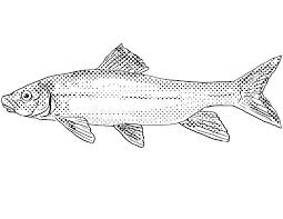 Image result for Moxostoma macrolepidotum