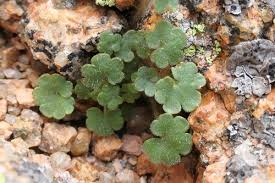 Attēlu rezultāti vaicājumam “Saxifraga cymbalaria fruit”