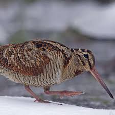 Attēlu rezultāti vaicājumam “Scolopax rusticola juvenile”