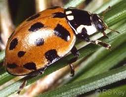 Attēlu rezultāti vaicājumam “Anatis ocellata”