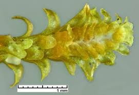 Attēlu rezultāti vaicājumam “Diplophyllum albicans”