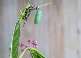 Image result for monarch caterpillar
