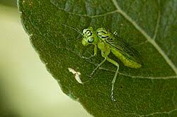 Attēlu rezultāti vaicājumam “Rhogogaster picta”