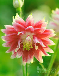 Image result for Aquilegia vulgaris `Nora Barlow`