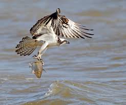 Image result for Pandion haliaetus