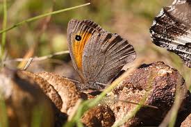 Attēlu rezultāti vaicājumam “Hyponephele lycaon”