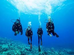 Image result for Seabug Divers