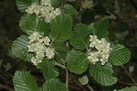 Attēlu rezultāti vaicājumam “Sorbus aria”