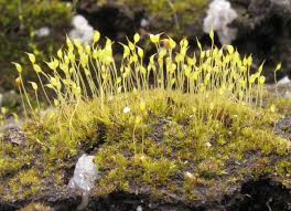 Attēlu rezultāti vaicājumam “Dicranella cerviculata”