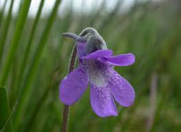 Attēlu rezultāti vaicājumam “Pinguicula vulgaris flower”