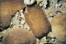 Attēlu rezultāti vaicājumam “Nowellia curvifolia sporophyte”