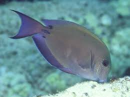 Image result for Acanthurus blochii