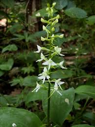 Attēlu rezultāti vaicājumam “Platanthera bifolia”