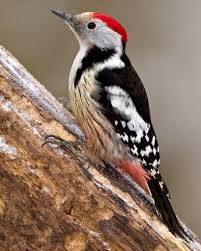 Attēlu rezultāti vaicājumam “Dendrocopos medius nest”